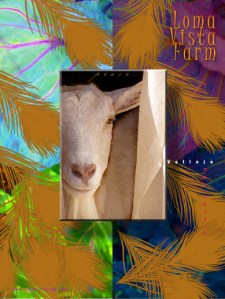 FARM-poster4_sm
